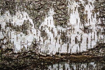 The natural birch bark texture