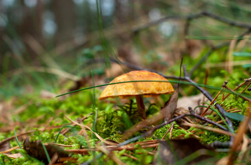 Wonderful mushrooms in a fairytale forest