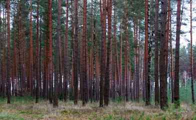 A dense pine autumn forest