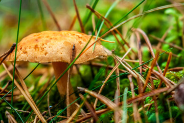 Wonderful mushrooms in a fairytale forest