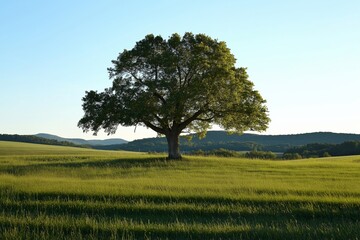 Obraz premium A solitary tree is centered in a sunlit field with a mountain view.