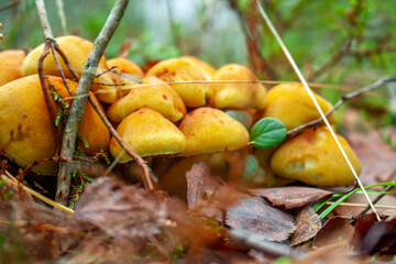 Wonderful mushrooms in a fairytale forest