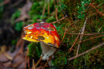Damaged mushroom in the forest