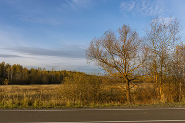 Fototapeta premium A tree stands in a field with a clear blue sky above