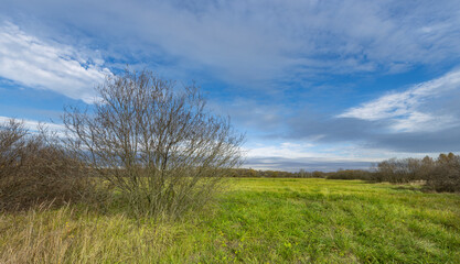 A field with a tree in the middle and a blue sky