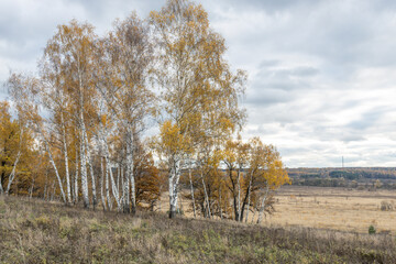 Obraz premium A field of trees with a cloudy sky in the background