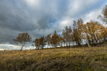 A field of trees with a cloudy sky in the background