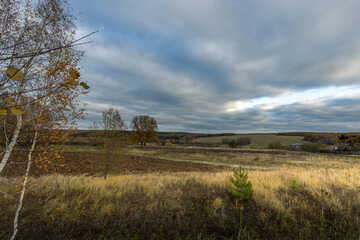 A field of grass with a tree in the foreground