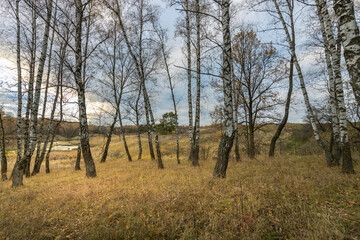 A forest with trees that are brown and bare