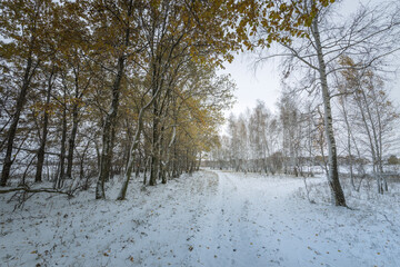 trees in the snow