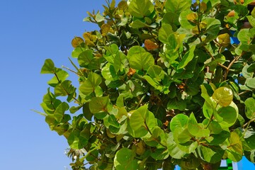 Lush branches with Shiny evergreen leathery leaves veined in red of Sea Grape or Coccoloba uvifera, small tree or shrub, tolerant salt, growing on beach.