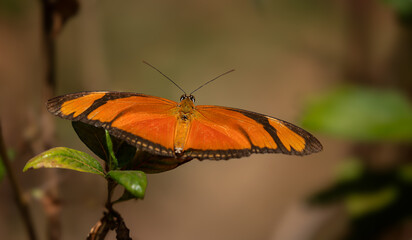 Orange butterfly on leaf, full open wings. Julia, heliconian, the flame, or flambeau butterfly....