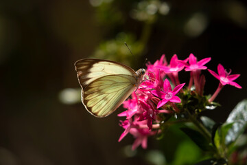 Butterfly on flower, Large southern white, Ascia monuste