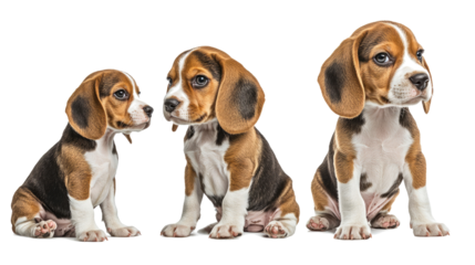 Three Adorable Beagle Puppies Sitting Together on a White Background Generative AI