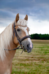 Obraz premium Portrait of a horse