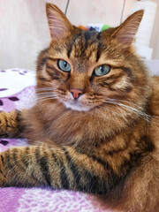 Fierce and Fluffy: Tiger-Striped Cat Shows Off in Stunning Photo. Selective sharpening