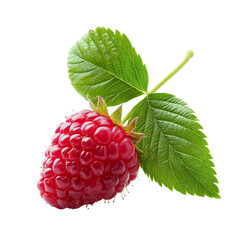 Raspberry with green leaves on white