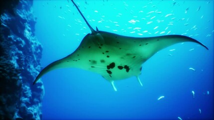 A manta ray swims smoothly in clear blue ocean waters, surrounded by shimmering fish and vibrant coral formations beneath the surface. The tranquil underwater scene showcases marine life.