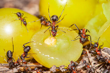 Ant invasion at a picnic, concept, horizontal with copy space