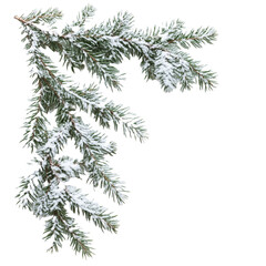 christmas tree branch