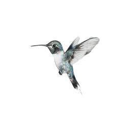 Beautiful hummingbird in flight on transparent background.