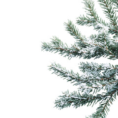 christmas tree branches