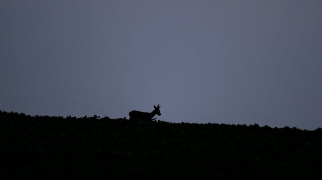A deer against the light