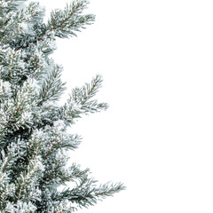 christmas tree branches with snow