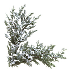 snow covered branches