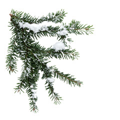 christmas branches