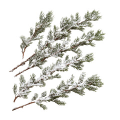 christmas branches