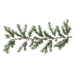 branch of a pine