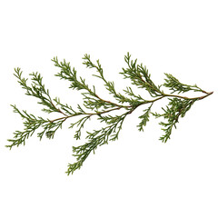 Evergreen branch
