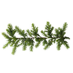 branch of a fir
