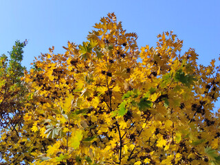 Yellow maple leaves in autumn season with blue sky background