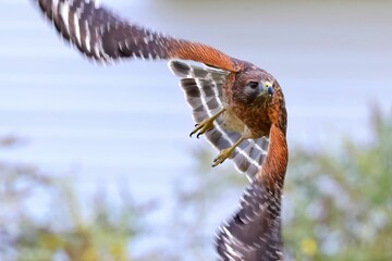 Red-shouldered hawk in flight