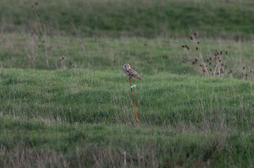 Asio otus - Long-eared owl - Hibou moyen-duc