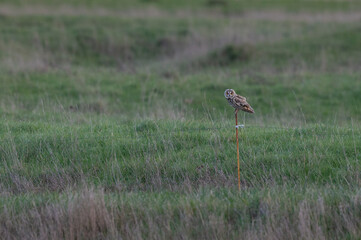 Asio otus - Long-eared owl - Hibou moyen-duc