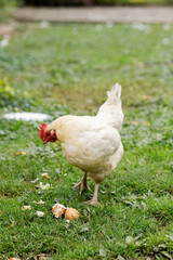 White leghorn chicken walks in the farmyard. Two eggs on the grass