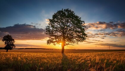 sunset over the field