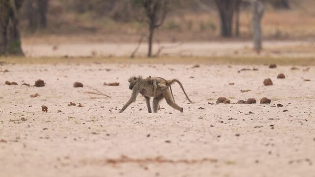 Baboons are large primates in Africa, considered Old World monkeys. Monkey troop or family group, mother and babies, one riding on her back. Slow motion, 25 percent natural speed.