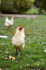 Free-range white chickens in the farm yard