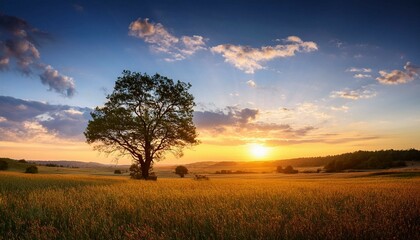 Fototapeta premium sunset in the field