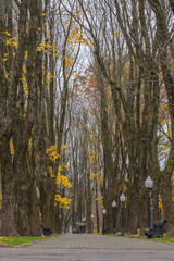 Fototapeta premium Late autumn park with benches. Fallen yellow leaves.