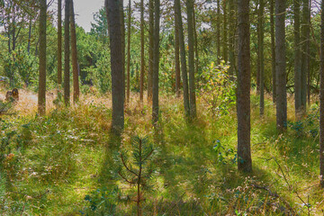 Obraz premium Forest, trees and greenery with grass field of agro landscape, wilderness or bushes in nature. Empty, woods or eco environment with plants or natural growth for sustainable ecosystem in countryside