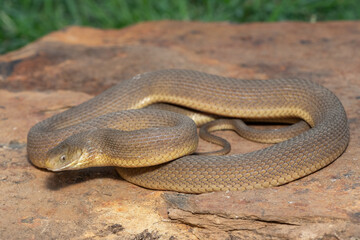A beautiful adult Southern Brown Egg-eater (Dasypeltis inornata) in the wild