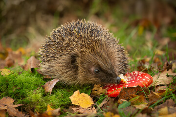 Hedgehog, Scientific name: Erinaceus Europaeus.  Close up of a wild, native, European hedgehog in Autumn, with red Fly Agaric mushroom on green moss.  Facing right. Horizontal.  Space for copy. © Moorland Roamer