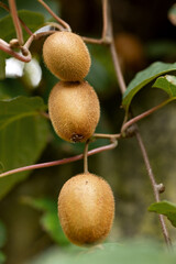 Three fluffy brown kiwi fruits ripen in the sun on a branch in close-up