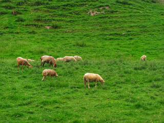A flock of sheep grazing in a green meadow