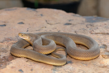 A beautiful adult Southern Brown Egg-eater (Dasypeltis inornata) in the wild